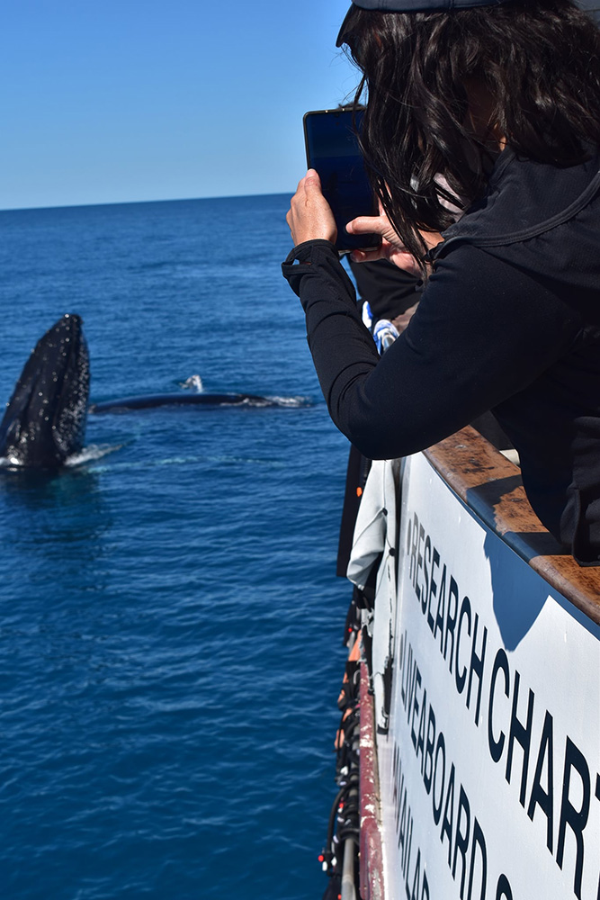 Townsville Whale Watching Tours
